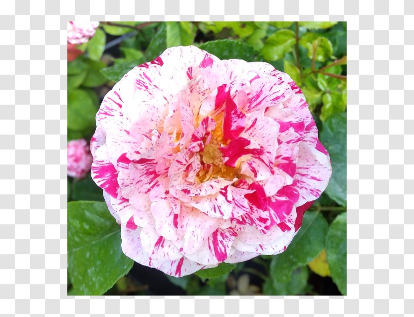 French Rose Cabbage Floribunda Memorial Japanese Camellia - Rosa Centifolia - English Transparent PNG