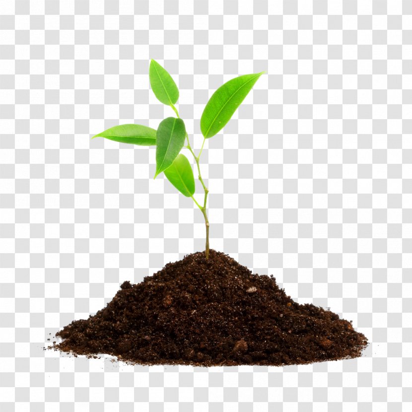 Tree Planting Root Seedling - Green Tea Transparent PNG