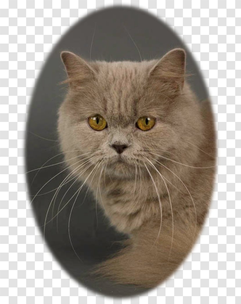 British Shorthair Persian Cat Chartreux Nebelung European - Fur - Scottish Fold Transparent PNG
