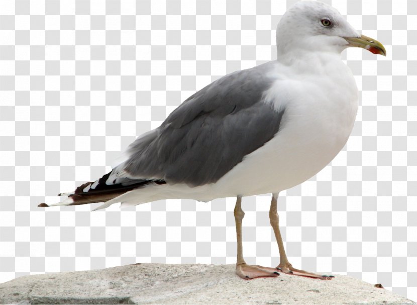 Call Of Duty: Black Ops III Great Black-backed Gull European Herring - Bird - Video Game Transparent PNG