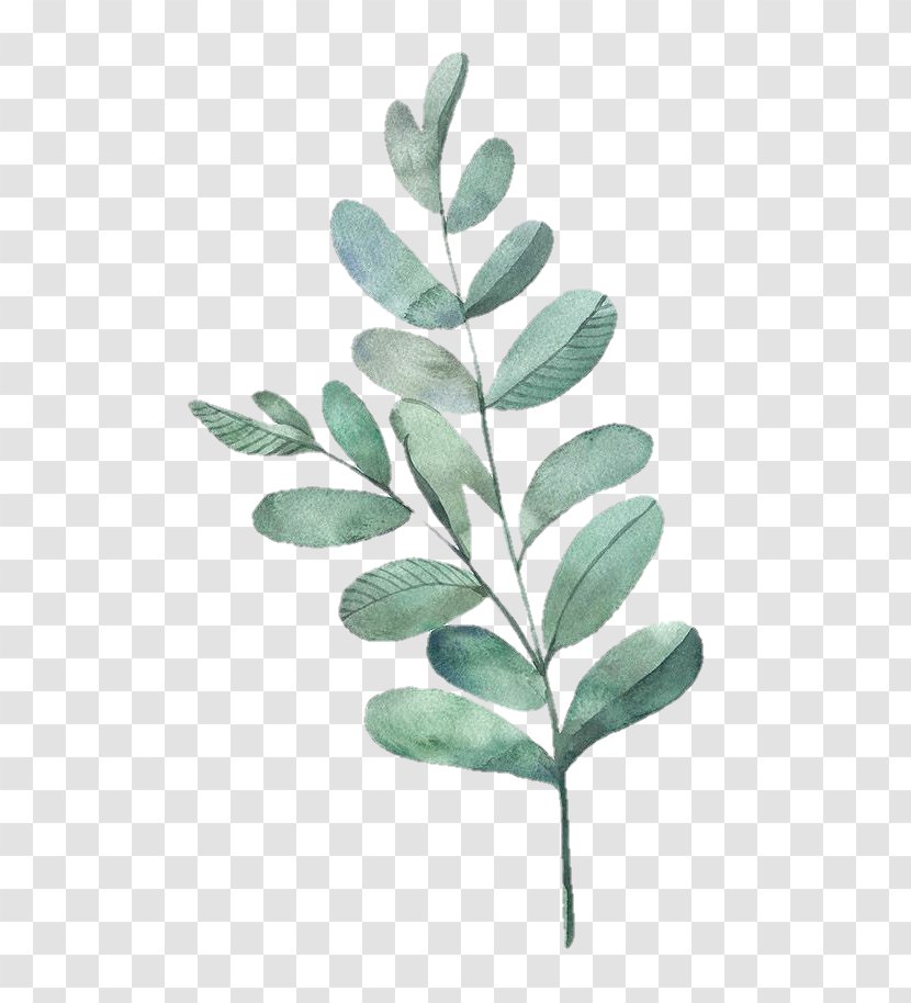 Plant Leaf Flower Green Tree - Stem - Branch Transparent PNG