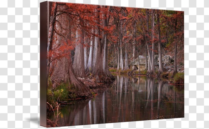 Bayou Texas Hill Country Swamp Painting - Tree Transparent PNG