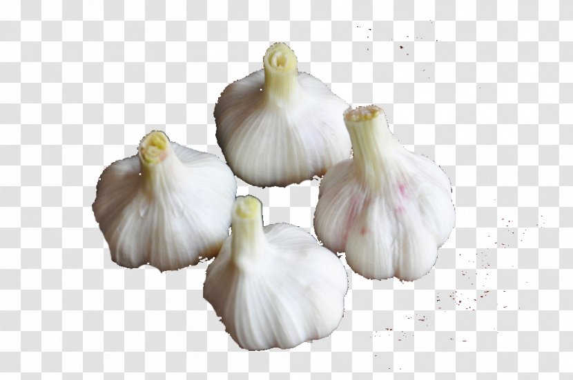 Garlic Food Vegetable - Onion Genus Transparent PNG