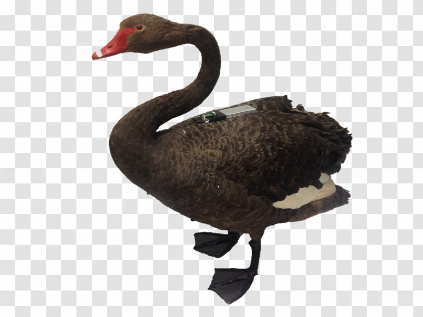 Black Swan Bird Duck Goose Parrot - Fauna Transparent PNG