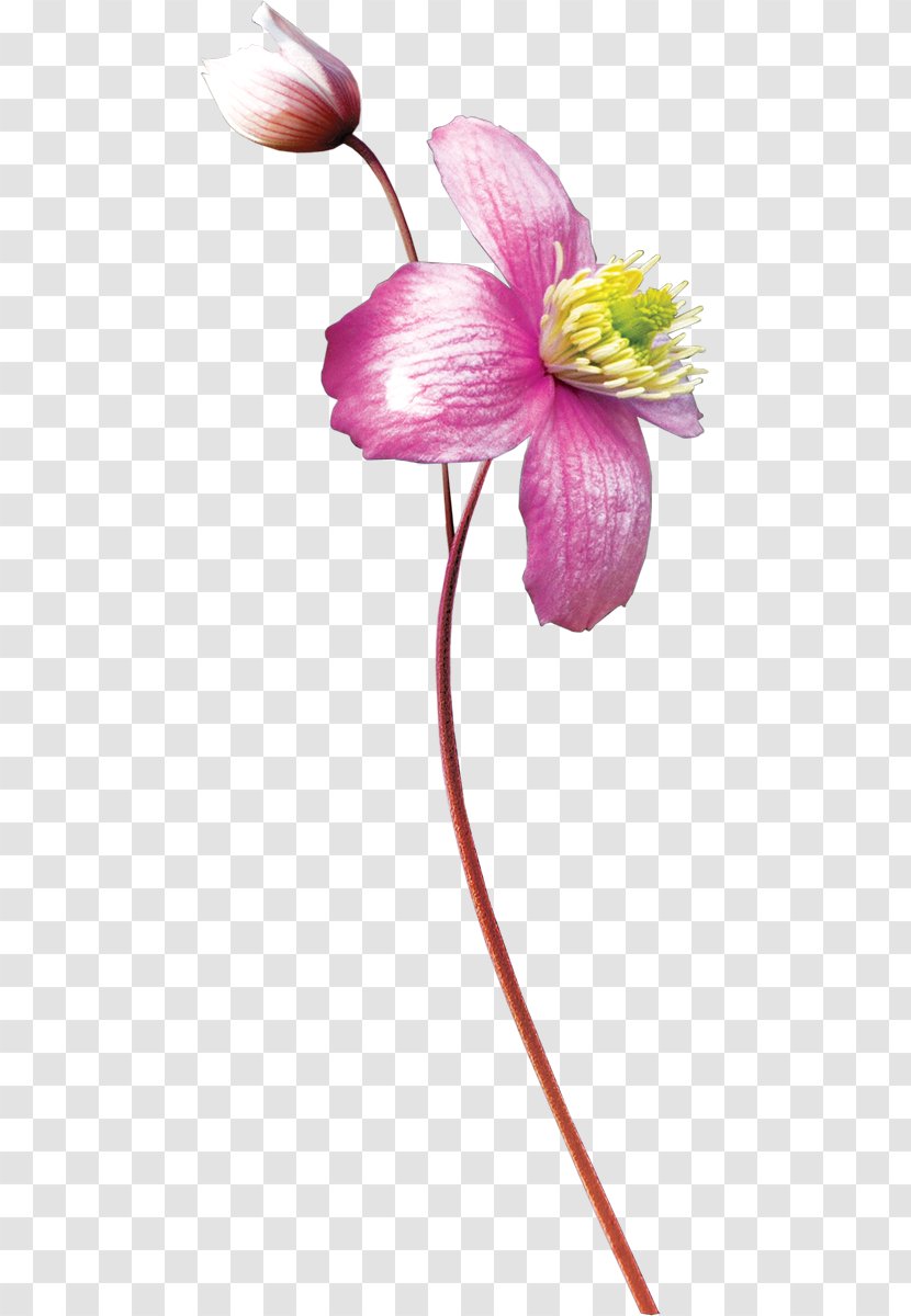 Watercolor Painting Flower - Flowering Plant Transparent PNG