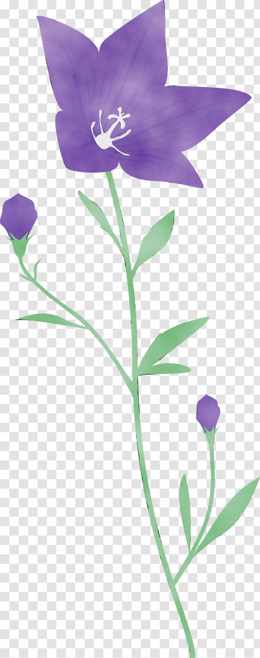 Lavender Transparent PNG