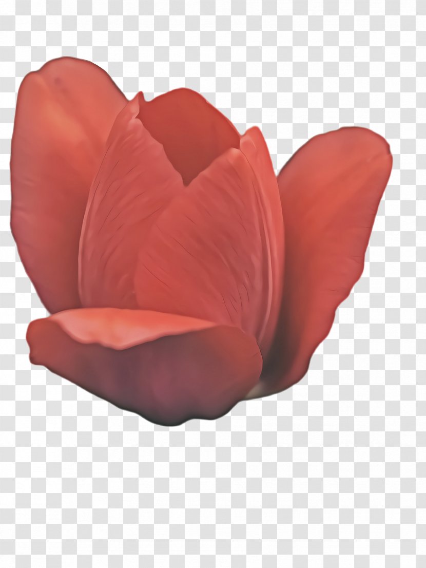 Pink Flower Cartoon - Coquelicot - Perennial Plant Magnolia Family Transparent PNG