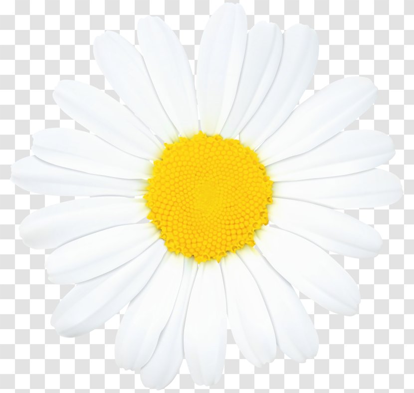Common Daisy Clip Art Image Oxeye - Family - Chrysanthemum Transparent PNG