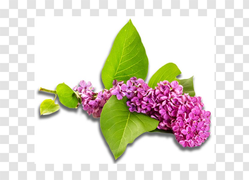 Stock Photography Lilac Violet Flower - Plant Transparent PNG