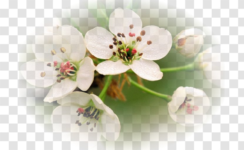 Flower High-definition Television Desktop Wallpaper Blossom 1080p - Highdefinition Video Transparent PNG