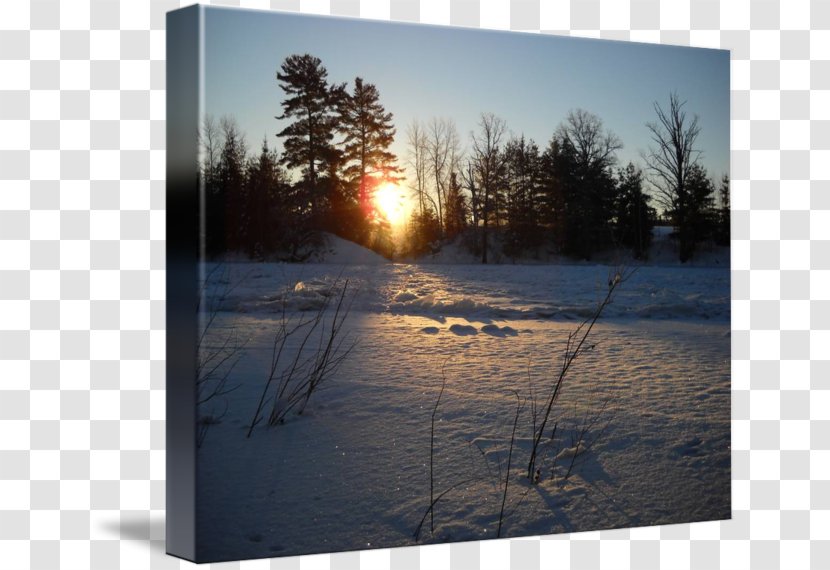 Tree Winter Sky Plc - Sunlight Transparent PNG