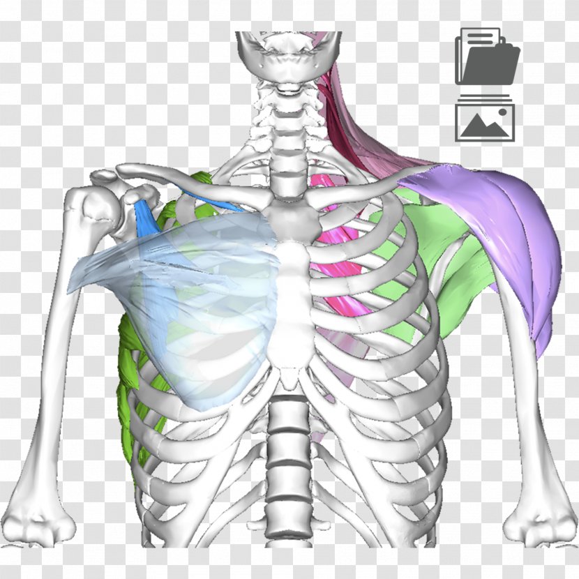 Shoulder Girdle Hip Muscle Bone - Heart - Skeleton Transparent PNG