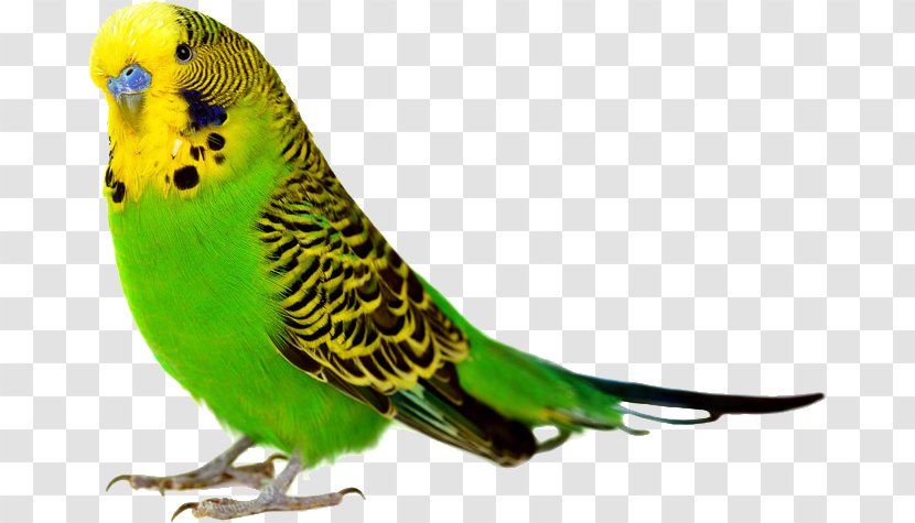 Parrot Bird Budgerigar Cockatiel Finch - Parrot,Bako Transparent PNG