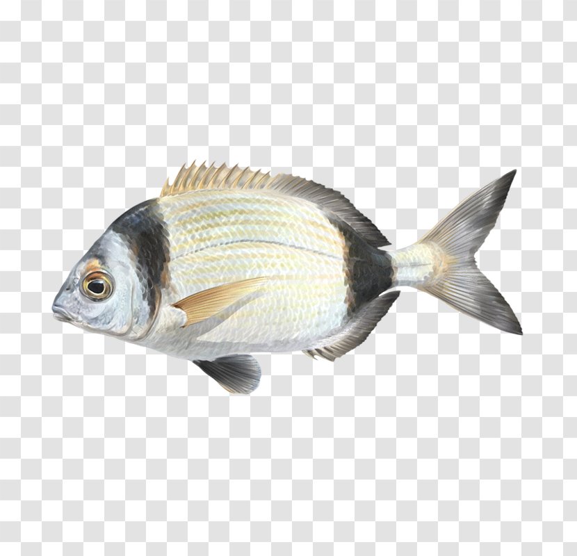 Oily Fish Fauna Carp Perch - Shape - Cherne Altovise Transparent PNG