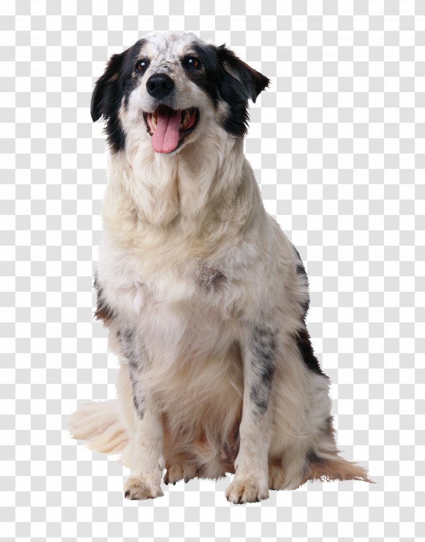 Border Collie Puppy American English Coonhound Dog Training Toilet Transparent PNG
