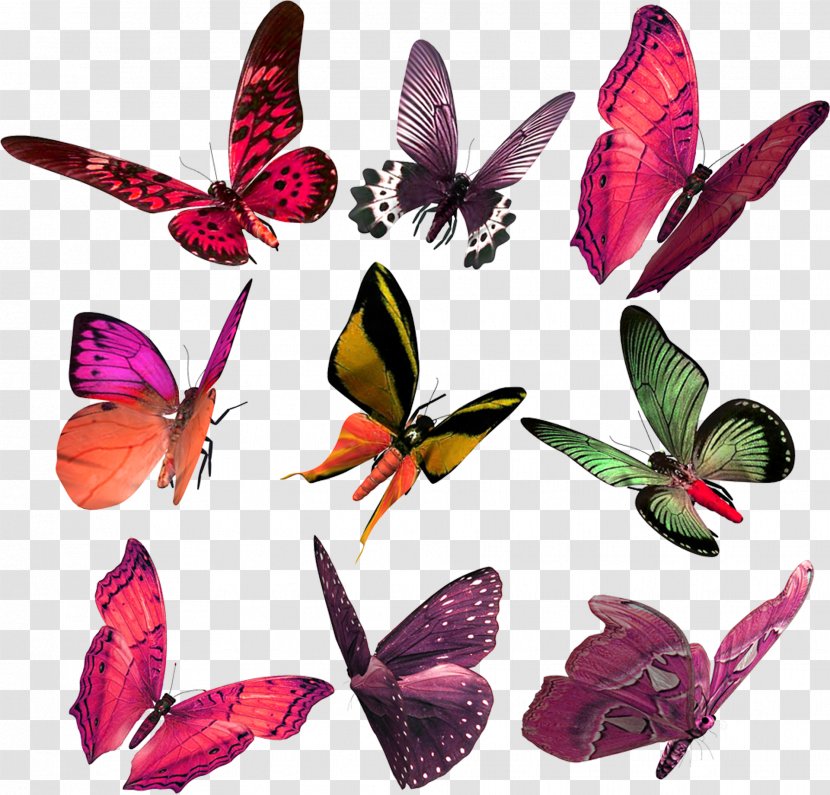 Monarch Butterfly Papilio Demoleus Papillon Dog - Moths And Butterflies - Flies Transparent PNG