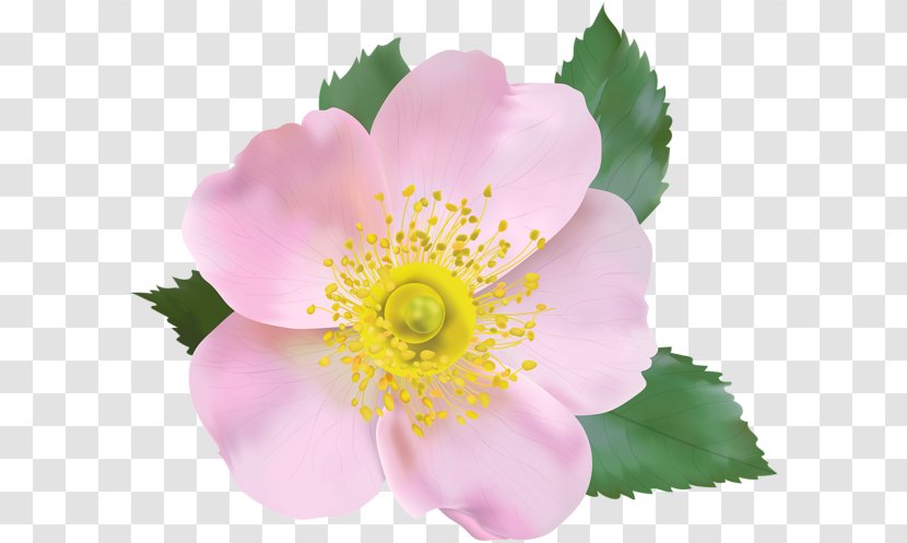 Dog-rose Blossom Clip Art - Dogrose - Flower Transparent PNG