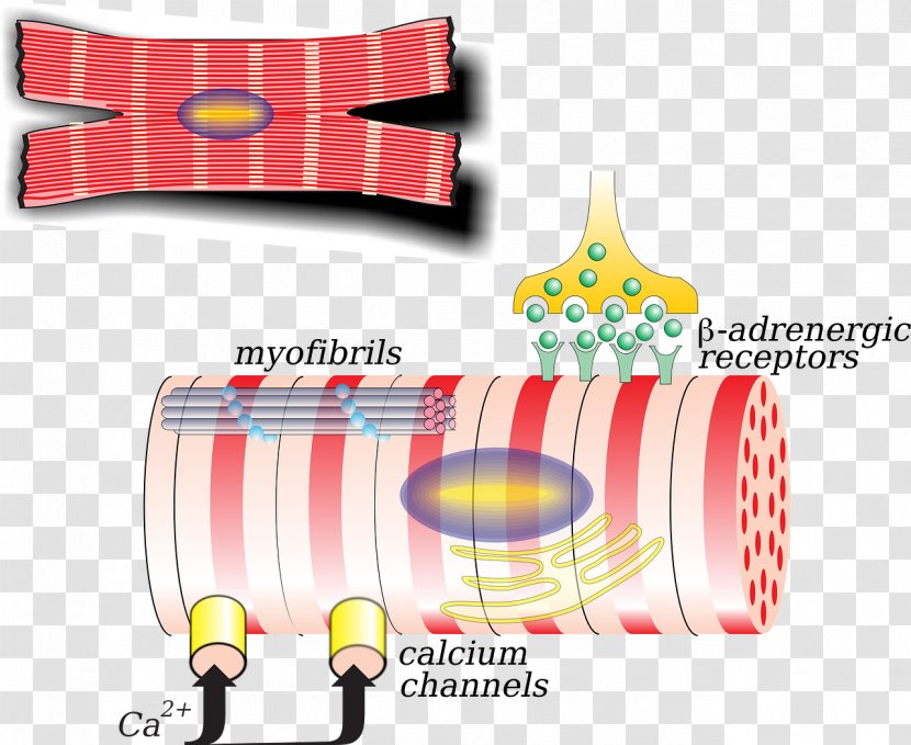 Human Body Biology Cardiac Muscle Cell Clip Art - Eggshell And Protein Membrane Separation Transparent PNG