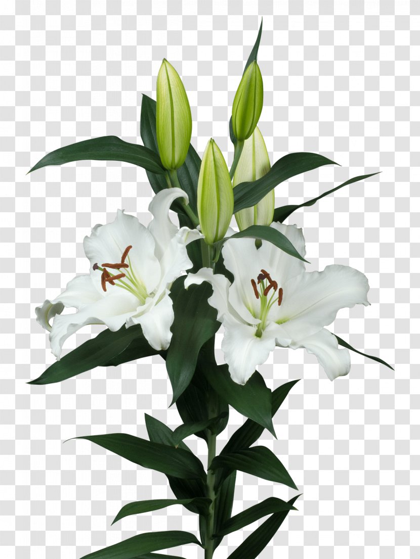 Lilium Cut Flowers Plant Stem Flower Bouquet Transparent PNG