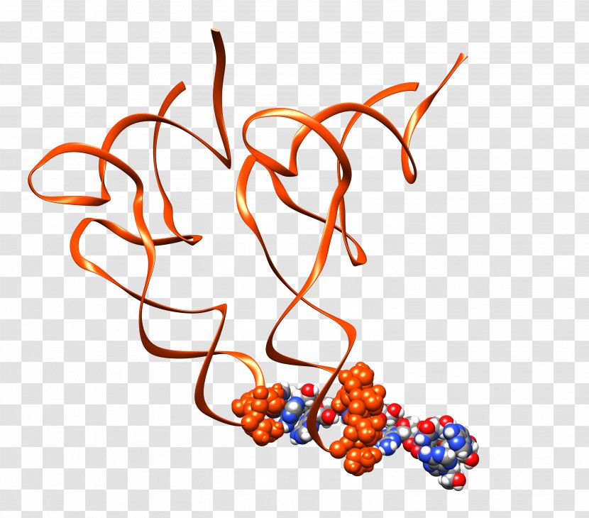 Ribosome Transfer RNA Cell Ribosomal Protein - Biosynthesis - Start Codon Transparent PNG