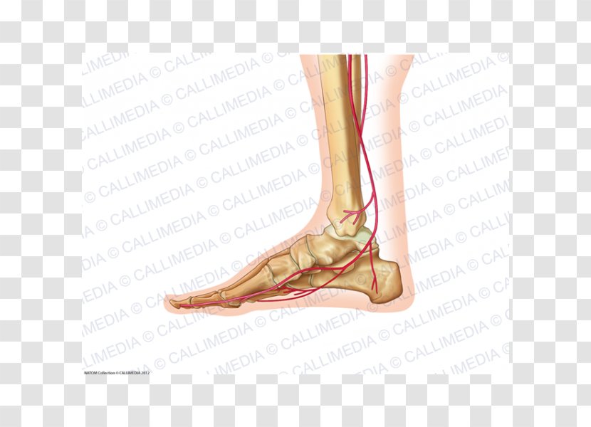 Foot Ankle Human Body Anatomy Artery - Flower - 360 Degrees Transparent PNG