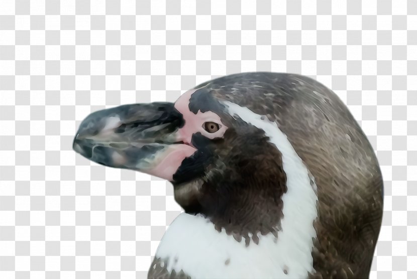 Penguin - Watercolor - Neck Transparent PNG