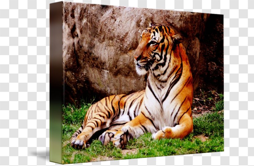 Cat Malayan Tiger Mammal Animal Carnivora - Watercolor Transparent PNG