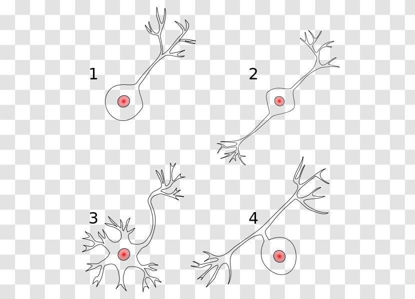 Bipolar Neuron Pseudounipolar Multipolar - Branch - Neurons Transparent PNG