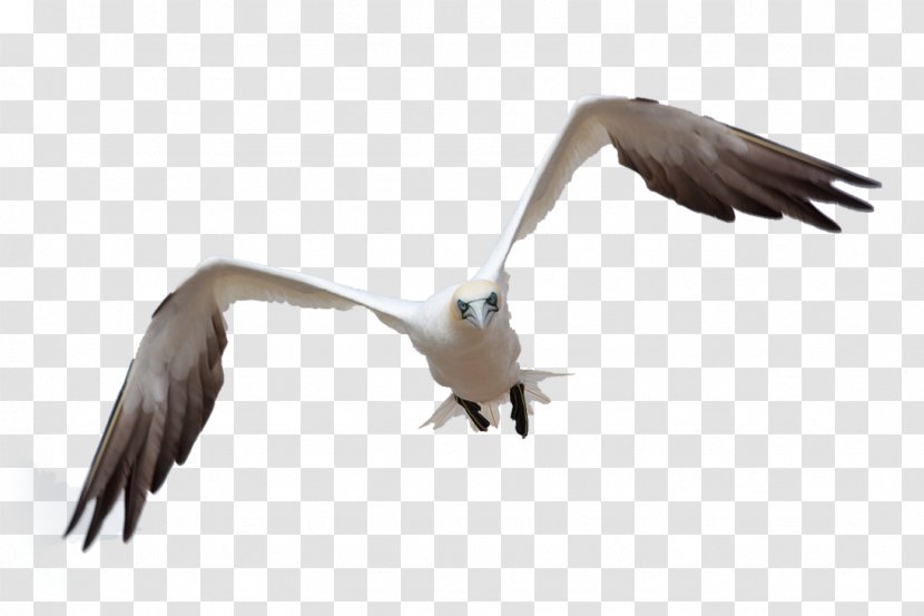 Bird Flight Gulls Clip Art Transparent PNG