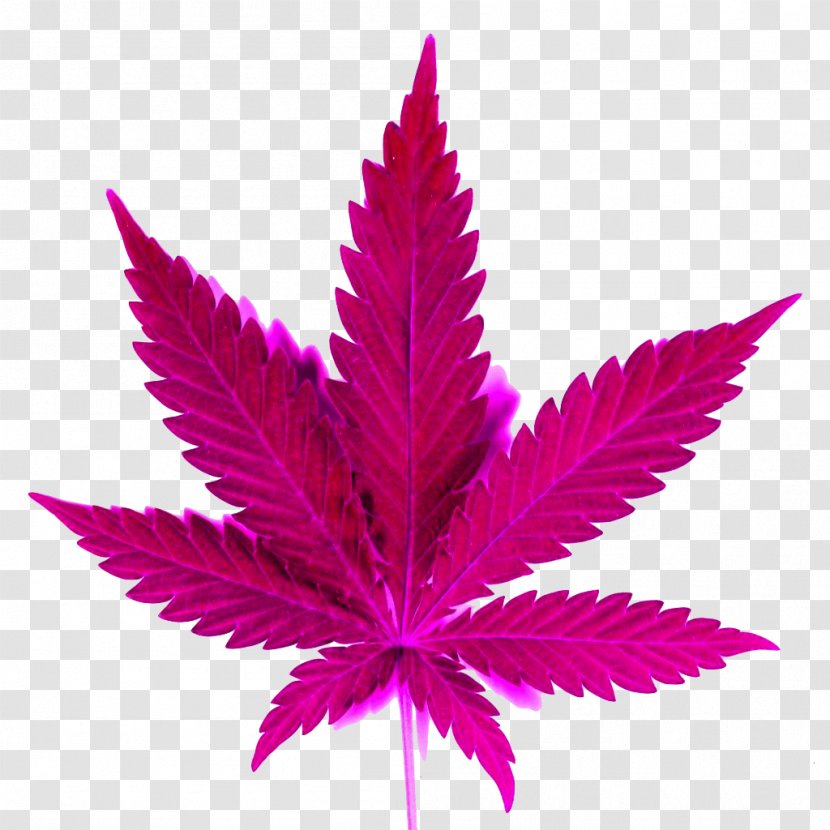 Cannabis Shop Kush Leaf Drawing - Sativa - Pink Herb Cliparts Transparent PNG
