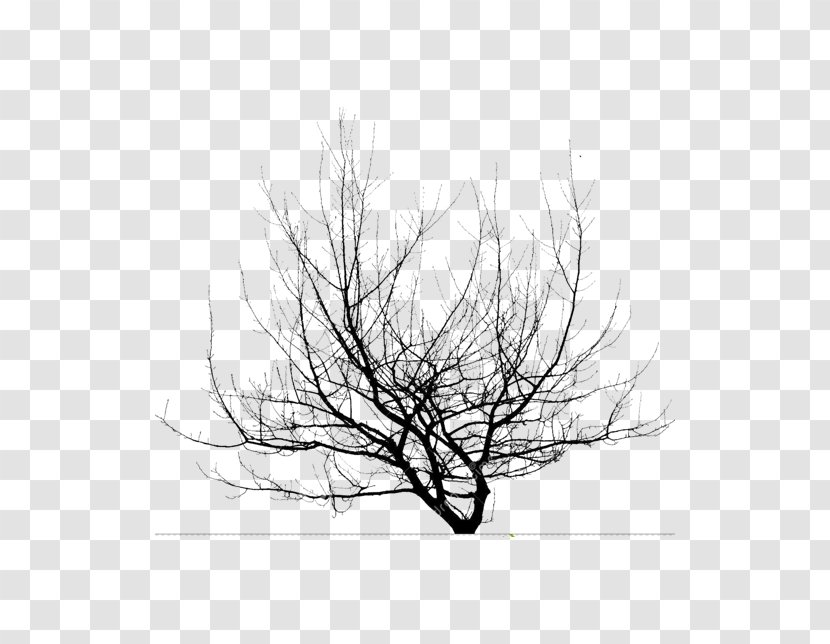 Twig Desktop Wallpaper Branch Image - Highdefinition Video - Tree Transparent PNG