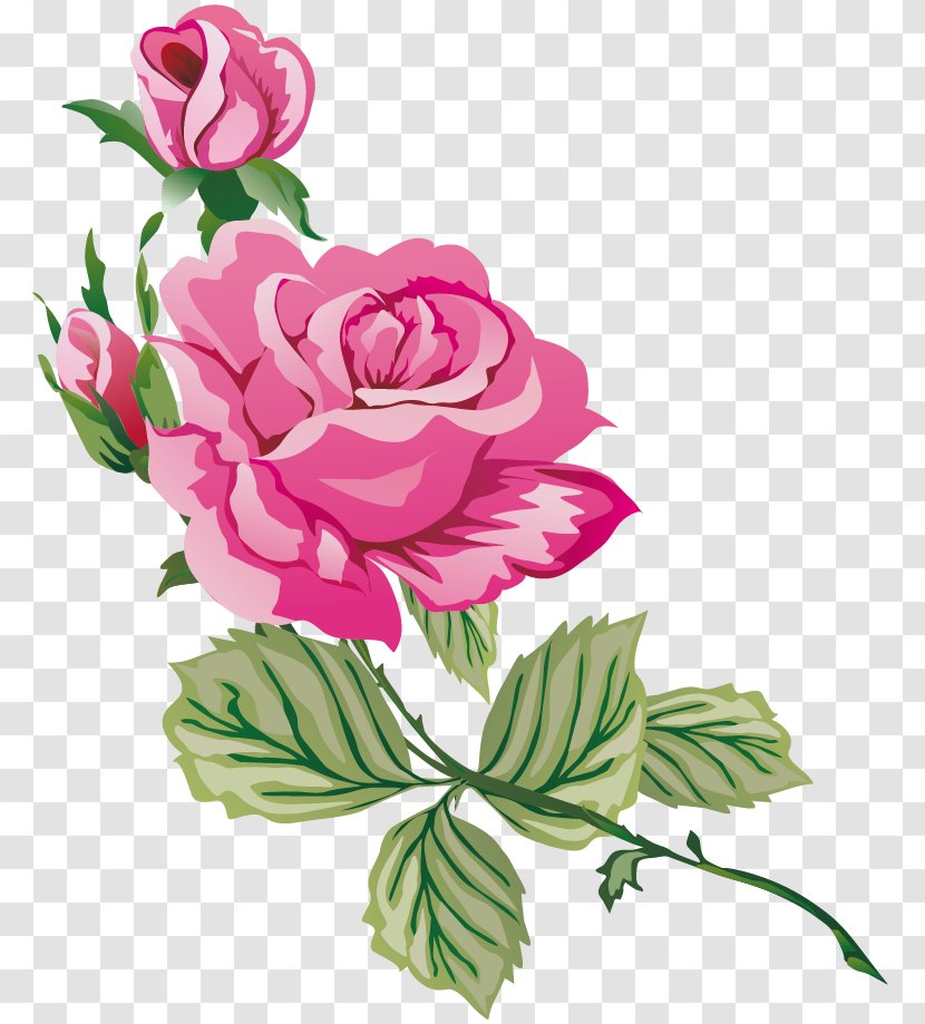 Garden Roses Cabbage Rose Blue Clip Art - Plant - Flower Transparent PNG