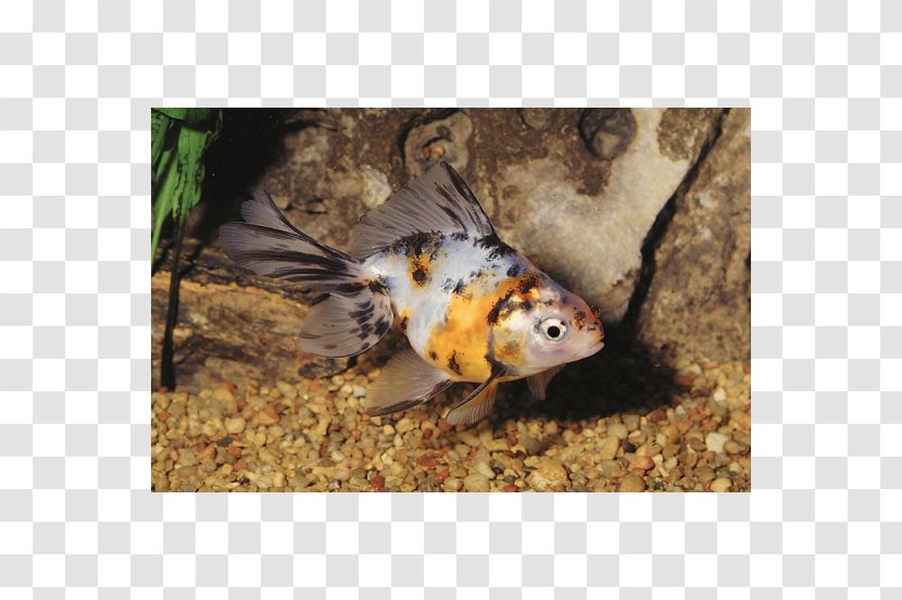 Goldfish Koi Fauna - Carassius Auratus Transparent PNG