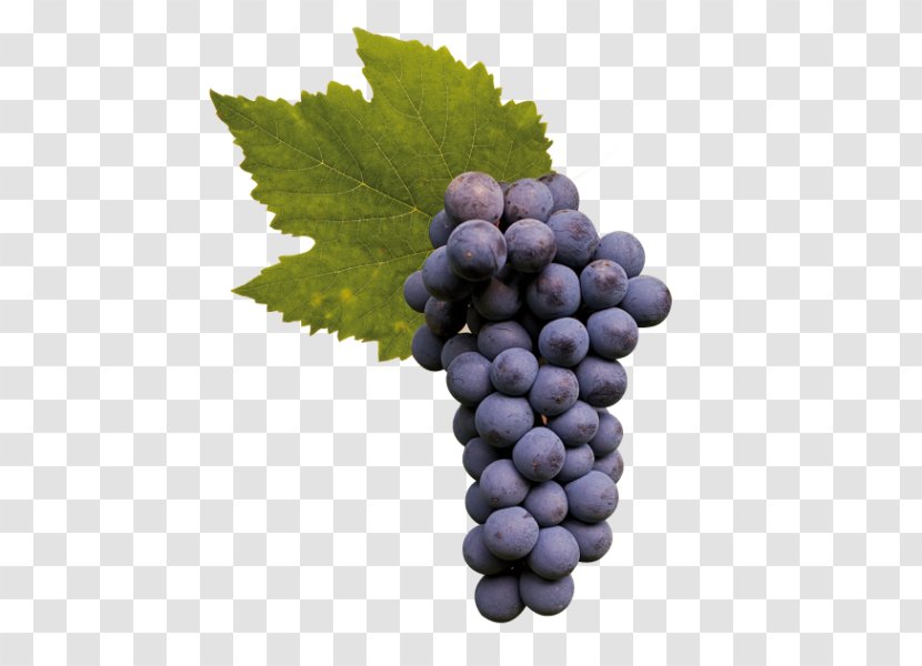 Sultana Asti DOCG Moscato D'Asti Grape - Cultivar Transparent PNG