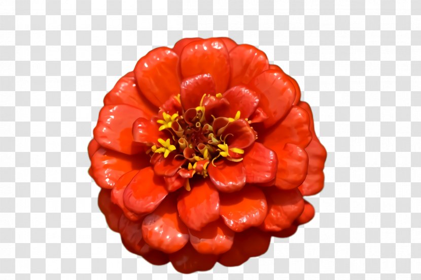 Blossom Flower - Perennial Plant Berry Transparent PNG
