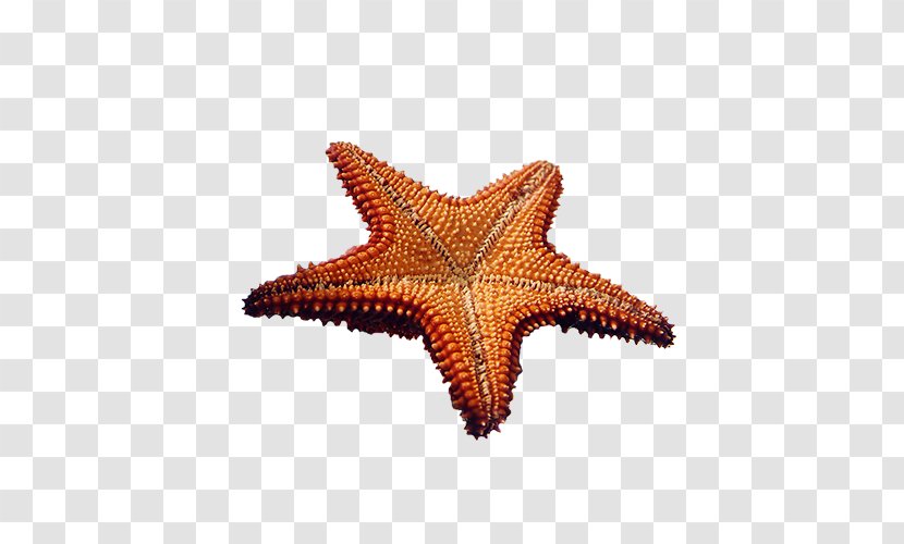 Sea Starfish Clip Art - Invertebrate Transparent PNG