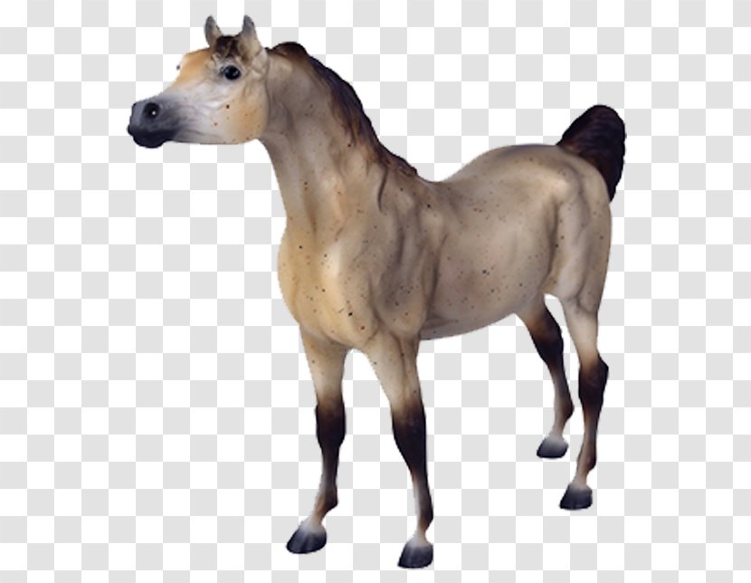 Arabian Horse Foal American Quarter Appaloosa Mare - Tack Transparent PNG