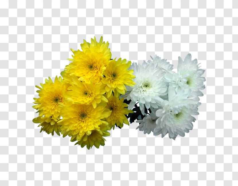 Floral Design Transvaal Daisy All Souls Day Cut Flowers Chrysanthemum - Artificial Flower - Albert Camus Transparent PNG