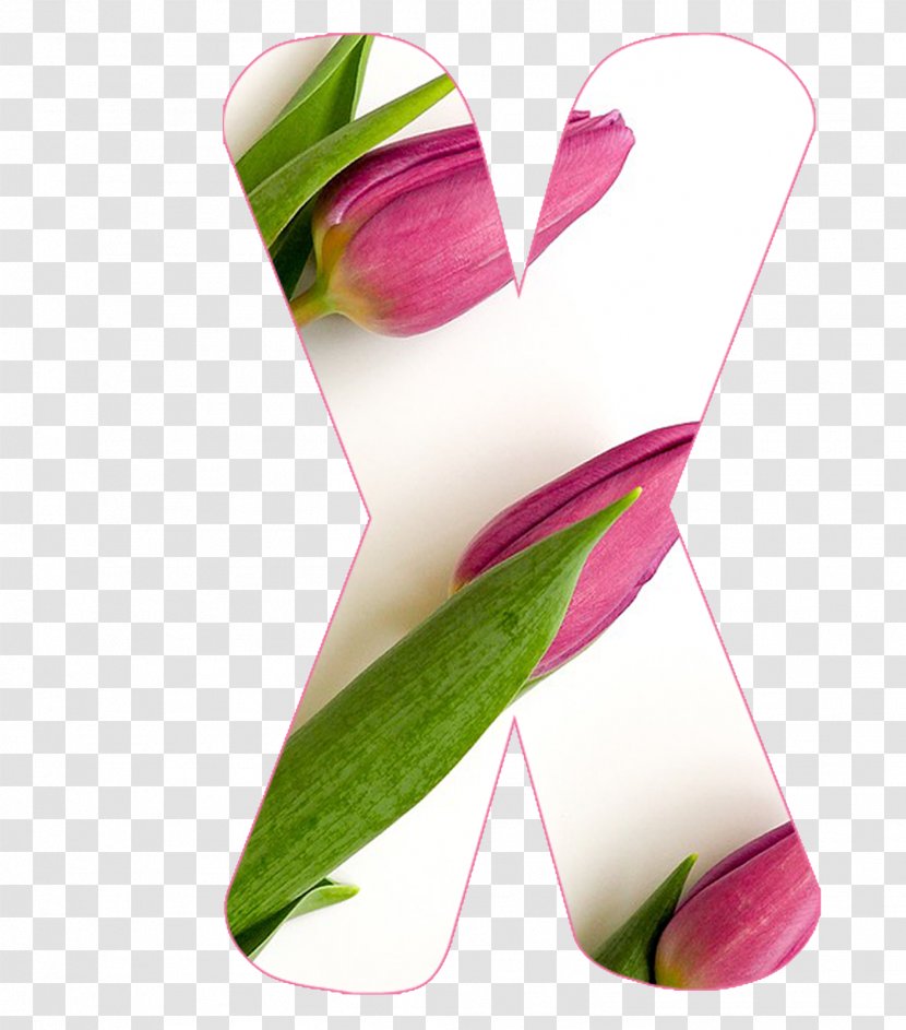 Stock Photography Design Graphics Stock.xchng - Social Media - Tulipa Flag Transparent PNG