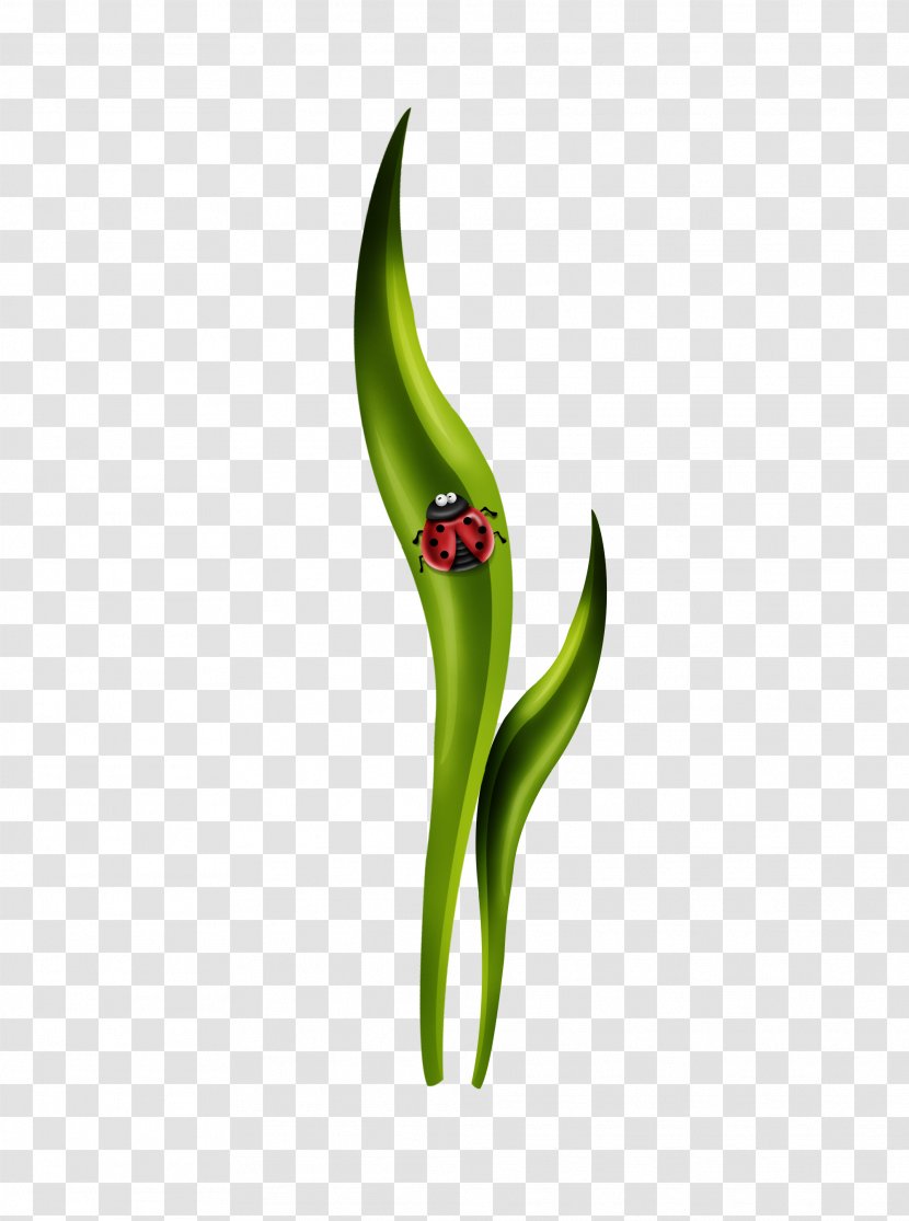 Leaf Green Vegetable Plant Stem - Seven Star Ladybug Grass Material To Avoid Transparent PNG