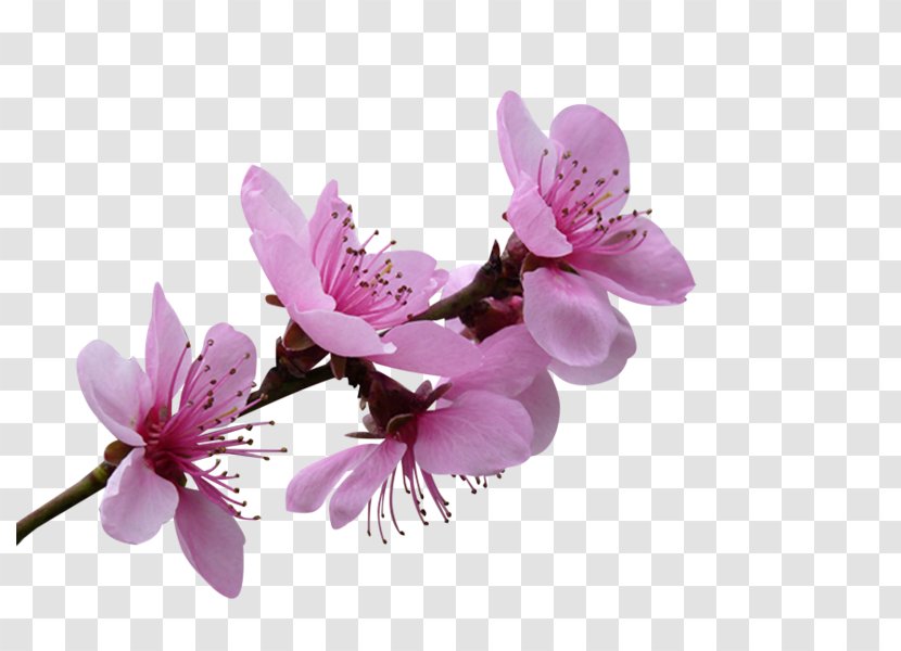 Blossom Flower Petal Blue Rose - Flowering Plant - The Oriental Pearl Transparent PNG