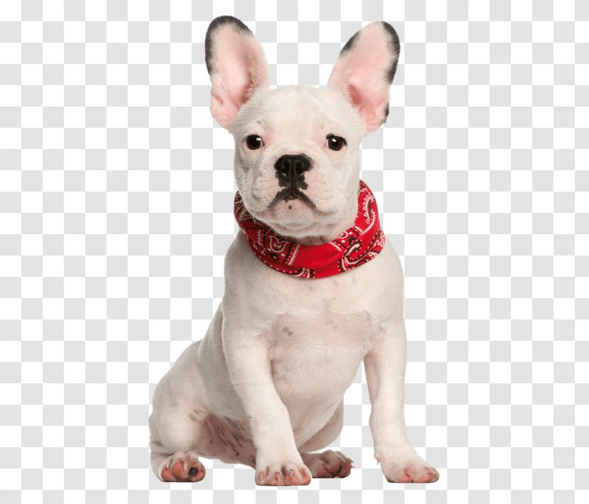 French Bulldog Puppy Stock Photography Breeds - Dog Breed Transparent PNG
