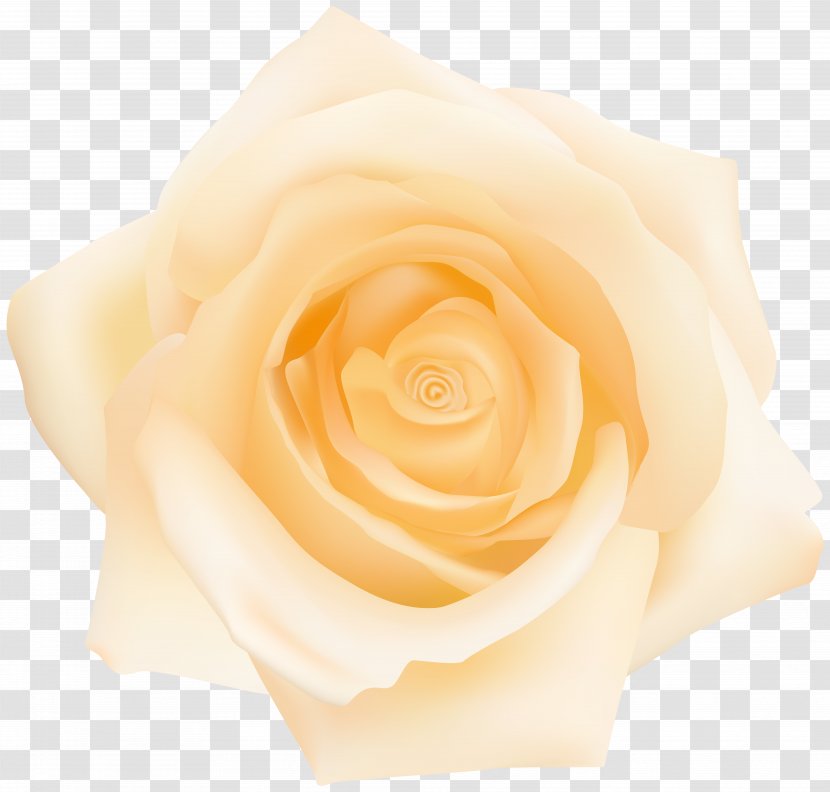 Garden Roses Cut Flowers Petal Yellow - Family - Rose Transparent Clip Art Transparent PNG
