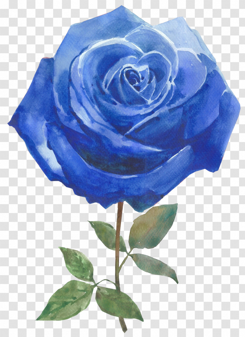 Rose Transparent PNG