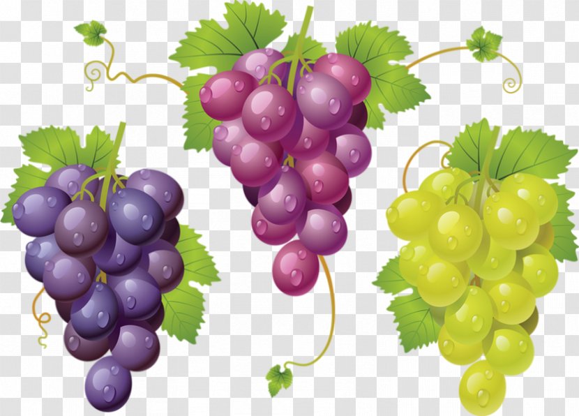 Common Grape Vine Zante Currant Sultana - Seedless Fruit - Raisin Transparent PNG