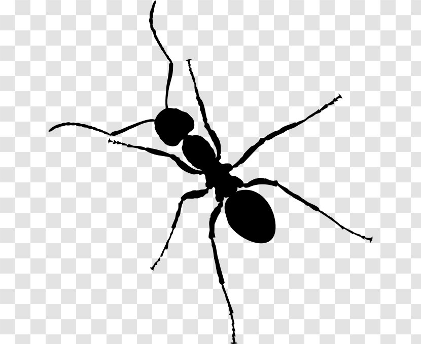 Ant Cartoon - Silhouette - Membranewinged Insect Pest Transparent PNG