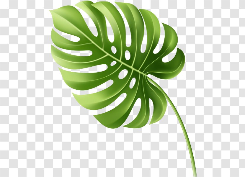Leaf Tropics Transparent PNG