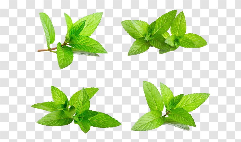 Peppermint Mentha Spicata Water Mint Raster Graphics - Stock Photography - Julep Transparent PNG