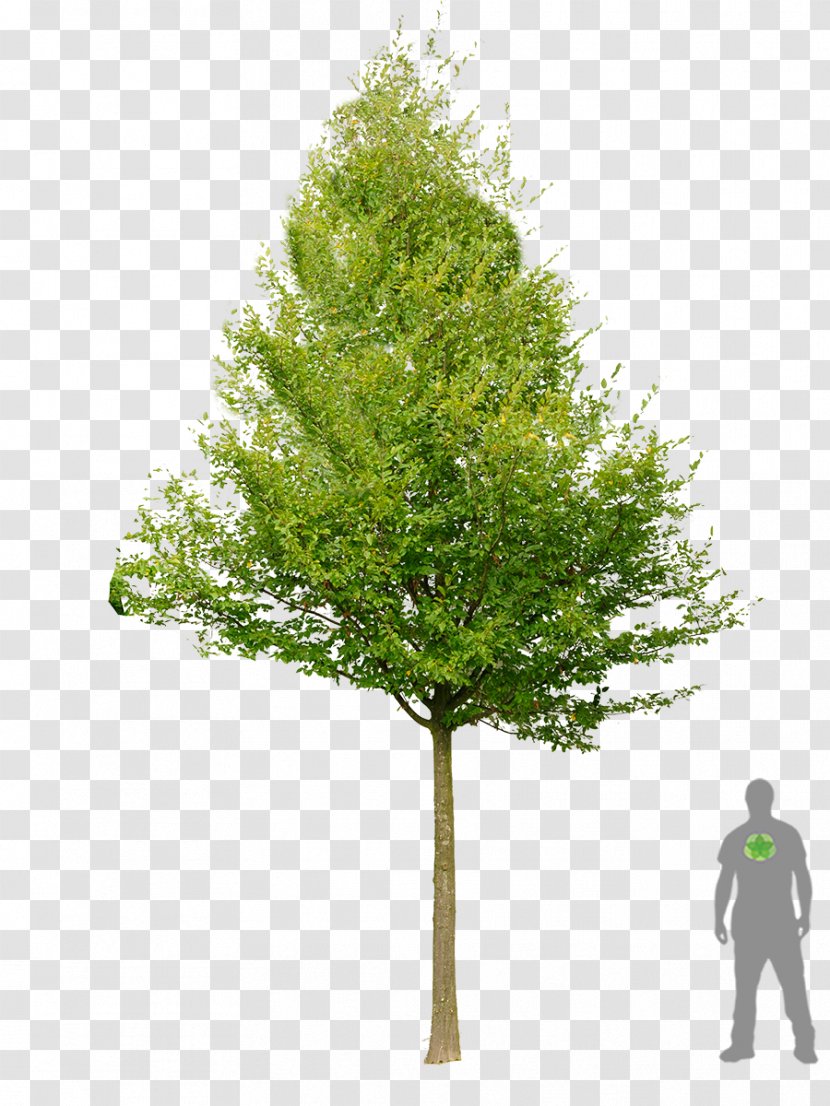 Larch Carpinus Betulus Broad-leaved Tree Prince Of Orange Geranium - Pine - Bonsai Transparent PNG