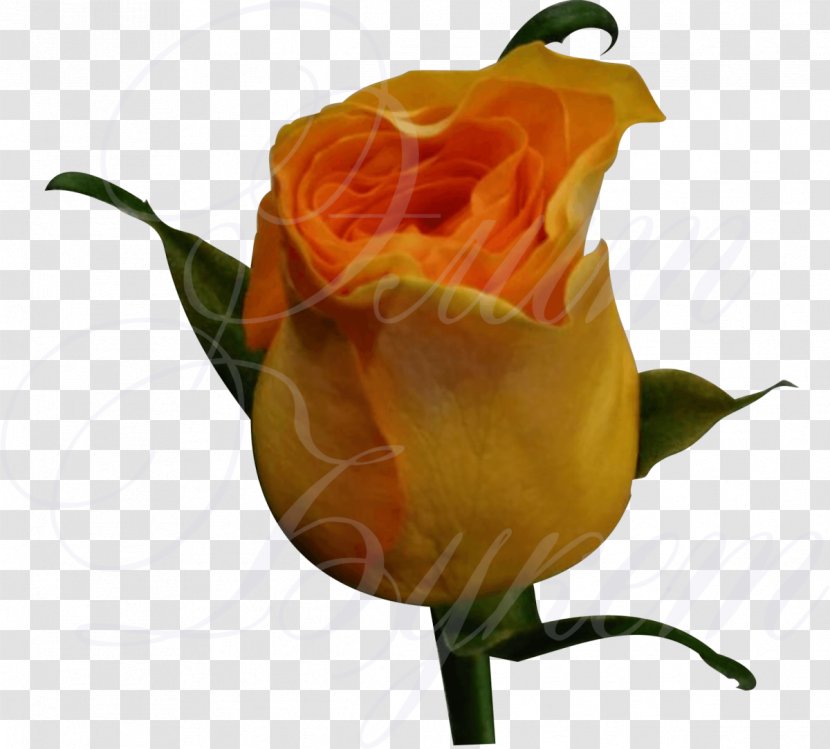 Garden Roses Floribunda Flower Orange Plant Stem - Rose Order Transparent PNG